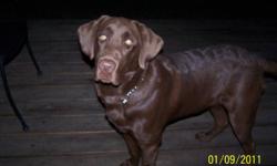 I have a 7month old purebred male chocolate lab puppy for sale. His shots are all up to date.He is not neutered. He is kennel trained for nights and outside during the day. He is a lovely dog!