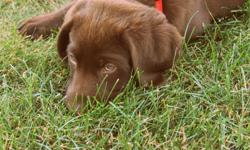 I have a 3 month old chocolate lab puppy for sale. Her name is Shiloh, she has all of her shots up to date and she has been dewormed. She has also completed a 4 obedience classes, with 4 remaining. Comes Shiloh will bring her bucket of toys. Reason for