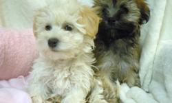 We are offering healthy, beautiful non shedding and hypo-allergenic Havanese puppies to loving homes.
Our puppies are Canadian Kennel Club registered, are up to date on their shots, micro-chipped for identification, health guaranteed, dewormed and vet
