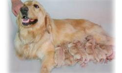 Our beautiful Cream Golden Retriever gave birth to 9 Gorgeous Cream Retrievers.
There is only 1 puppy left. Before we even placed the ad we had a wait list!
There is only 1 male pending placement.
We own both parents who have excellent loveable