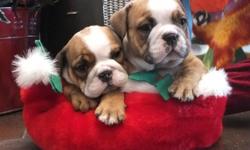 MERRY CHRISTMAS FROM COULEEBANK BULLDOGS ...
WHERE QUALITY COUNTS!!!
Two Amazingly Handsome Baby Boys ? Two Absolutely Fabulous Little Girls
One of the nicest litters of English Bulldog Puppies we have ever produced -  ALMOST READY TO GO! 
They were 6