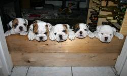 Purebred English Bulldogs for Sale!
Only one puppy REMAINING!!!
We are a registered CKC breeder and do this as a family venture. We have a beautiful female English Bulldog that has just given birth to 5 beautiful puppies.
They will be able to leave the