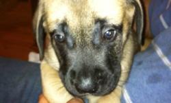 Purebred English Mastiff puppies for sale. Puppies are 7.5 weeks old. They have received their vaccinations and deworming. We have 5 males and 2 females. These dogs have great temperament, known as gentle giants. If interested you can come by to visit the
