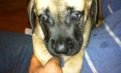 Purebred English Mastiff puppies for sale.  They are 7.5 weeks old, 5 males and 2 females remaining.  They will receive their vaccinations and deworming Friday, January 6.  These dogs have an excellent temperment and are known as gentle giants.  Mom is