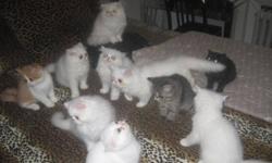 One tabby short hair, one white short hair and two white long hair kittens are available. All CCA registered, 2 shots, deworming included.
Very sweet and lovable breed!
For more pictures, see my website
Please call (no email) 416 429 5946
I will get back