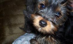 Very pretty, almost-1-year-old yorkie for sale. She has not been fixed yet but most of her shots are or will be up-to-date before she is re-homed. She is a timid little dog but has been around young children and other dogs of all sizes. She has limited