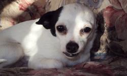 Hi there we have a Purebred Fixed Male Chihuahua for sale. We are asking $400.00 for him. He is White with Black ears, nose, and bottom lip. He is a cuddle bug and loves to sleep on your pillow. He has been raised in a Family enviroment and around