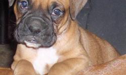 Fawn boxer pups for sale. They have had all of their shots(except rabies..still too young!) and are almost totally house trained. Very well socialized with other dogs ,cats and even a parrot! These pups are incredibly affectionate and smart. I really