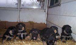 Sire and Dam on site. Pups are dewormed, vet checked and ready to go.
$350.00 each. They are eating and drinking just fine, well socialized.
Black/ tan, dark like the sire.  A happy, healthy bunch. Will mature over 100 pounds. If you are a nuturing type