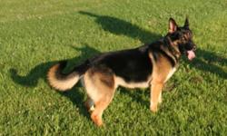 - Priced and being sold with no papers for German Shepherd lovers, that want the breed but due to C.K.C, contracts, etc. price them in the $1000's. Pedigrees are really only needed, if you intend to show your dog! I was a former breeder in 1990...
- 2