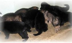 We are happy to announce Goldie and B.J. produced 9 beautiful healthy babies, we have three sable(one is long coat )and one black male (he is long coat)and five black females (two are long coat), If they are anything like their parents they will have