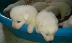 Angel and Leo are the proud parents of 11 gorgeous, healthy puppies.  Both parents are purebred Great Pyrenees and are beautiful examples of the breed, and both are on site and may be seen. These are  the most beautiful dogs in the world,  they make