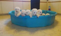 We have males and females available to choose from.  All documentations and papers come with each pup, and weights have been taken weekly since birth.  Both parents are purebred Great Pyrenees and are beautiful examples of the breed, and both are on site