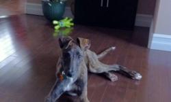 We are looking for a new home for a unaltered female greyhound. She is 10 months old and brindle in color. She has all up to date shots. All her accessories are included. Bed, dishes, kennel, ect. She is very gentle and loving. A bit of a lap dog. We