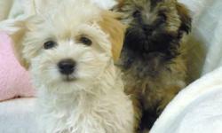 Beautiful Havanese girls are looking for a loving forever home - with gentle temperaments they make wonderful, very affectionate family pets. 
CKC registered, micro-chipped, hypo-allergenic, non-shedding, dewormed, health guaranteed and vet inspected with