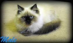 Two purebred himalayan kittens for sale,raised with kids and other cats.They are very friendly and personable.Litter box trained,dewormed and deflead one male seal point and one female seal point but they both carry the flame point,blue point and tortie