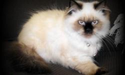 Two purebred himalayan kittens for sale,raised with kids and other cats.They are very friendly and personable.Litter box trained,dewormed and deflead one male seal point and one female seal point.Dad is seal point and mom was blue point, but they both