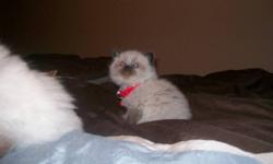 Purebred Himalayan Kittens
ONLY 2 LEFT !
For Sale:
Here I have 2 purebred Himalayan kittens for sale.  They are both just beautiful with tons of personality!
Both of the kittens are Blue Points
Mother (pictured) and father are both purebred Chocolate