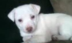 ONLY ONE LEFT, MOSTLY WHITE FEMALE PUP. SUPER FRIENDLY GREAT WITH CHILDREN, CALL (780) 218-7298