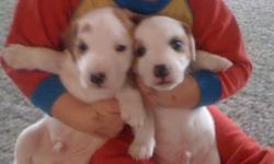 2 MALE PUPPIES LEFT
TAILS DOCKED
FIRST SHOTS AND DEWORMING
CALL 778 982 3343