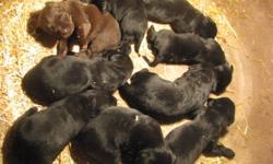 BEAUTIFUL BLACK LAB PUPS READY JAN 26. MOM & DAD ON SITE. DEW CLAWS REMOVED, TATTOOED, FIRST SHOT & CKC REG'D. $550.00 (MALES) $600.00 (FEMALES).
GORGEOUS GERMAN SHORTHAIR PUPS READY FEB 9. 4 SOLID LIVER, 3 SOLID BLACK & 1 WHITE & LIVER. DEW CLAWS