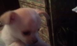 Purebred male chihuahua Puppy
Hes approx 8 weeks old, has been vet checked an okd.
Is going for his needles an deworming this week.Or if youd like to take him to your vet ill take the $50 off an you use that for your vet fees
Hes a awesome playful lil