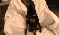I have an Unaltered Purebred Male Minature Pinscher for sale. I am asking $400.00 for him. He is 3 yrs old, black and tan in color. He is house trained and loves to cuddle, is good with other dogs and cats. He is a real sweetheart, and does not bark