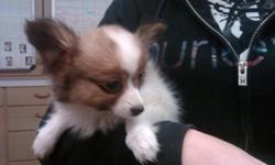 A Purbred Papillon Puppy is looking for a Loving Home. Adorable and very playful , raised indoors.  Has had 6 weeks booster shot and dewormed also had 8 week vet check.  Both parents are on premises.