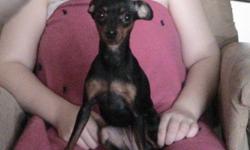 We have a Purebred CKC Registered, Papered Female Minature Pinscher (Min Pin) for sale. She is 11" tall at the shoulders, black and rust in color, micro-chipped, house trained, and all her shots are up to date and has not been bred yet. She can be used