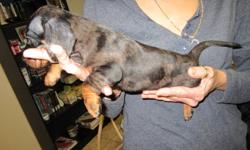 I have six purebred Miniature Dachshund puppies for sale. They were born November 7th, and will be ready to go first week of January.  These adorable loving puppies will make a great addition to your family starting in the new year.  All puppies will come