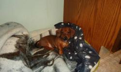 I have little male purebred miniature dachshund for sale. He is looking for a great home. I own both the parents the female is a red miniature dachshund and the male is a black and tan male. The parents both weight around 8-9 pounds and this little guy is
