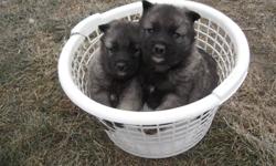 Just in time for Christmas! Adorable purebred Norwegian elkhound puppies for sale. This breed likes cold weather. Grow to be knee-height. Ears stand up,tail curls over back.Very gentle with children. First shots given. Phone calls preferred. (204)331-4848