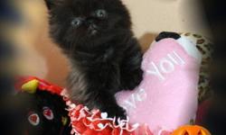 From registered breeder, healthy beautiful babies, come litter trained, with a contract, 1 year guarantee, little kitten kit. They got their first shot. Father - Seal lynx point himalayan, top chempion lines, mother - black persian. Fluffy, with AMAZING