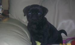 I have 1 black female pug puppy left from a litter of 4. Very energetic and great with kids. Paper trained and extremely energetic. She has all of her first shots and vet checked. Can pick up anytime! Call Brady