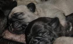 Purebred Pug Puppies!!!  3 female and 1 male fawn in colour, 2 male black in colour.  Both parents onsite to see as well.  These little guys are raised in a family environment around kids and other pets.  They will join you in their forever homes complete