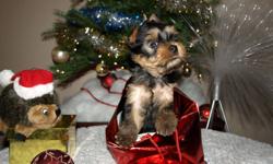 CKC registered Yorkie (Yorkshire terrier) puppies.
1st Boy-Biker was born on the 19th of October, Ready to go now.
His attitude is the best what you can find in dogs. Very obedient and sweet.
Growing really good, strong and healthy boy
2nd Boy is 3 month