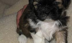Purebred Shih Tzu  Puppies
hypoallergenic/ low dander - non shedding small breed,
will get to be around 10 - 12lbs 
5 males
home raised
vet checked
come with first shots
 
These happy puppies have lots of personality and are ready to meet their forever