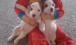 Adorable Jack Russell Terrier pure breds.
Ready to go to homes Dec.15.
1st shots and tails docked.
Easy to view and I own Mom & Dad.
Only 2 puppies left.