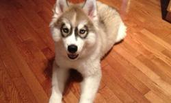 Dearly loved 5 month old Siberian Husky for sale. He's a great pup, very smart and incredibly affectionate. He has beautiful and incredibly unique markings.  He is both housebroken and kennel trained.  He is great with other animals (we have a one year