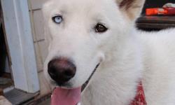 I am looking for a good home for my purebred Siberian Husky he is very well mannered but needs some one that can spend more time and give him the care he needs. Boosh has a pure white coat bi coloured eyes and is very affectionate. If possible I 'd like