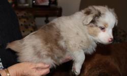 5 toy australian shepherd puppies, 4 males and 1 female.  The toy australian shepherd has the heart and spirit of the standard aussie but just comes in a smaller package!
 
Shown in order of photo
Male 1:  Red Merle with natural bob tail
Female:  Brown