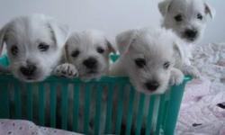 Purebred Western Highland Terrier puppies.  Litter of 5, come with first shot and dewormed, vet check paper.  males and females, pure white color.  Very healthy and active. looking for their forever home! Please call @ 647*923*8683.  Only two female pups