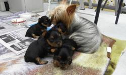 1 male Purebred Yorkie looking for their forever home , I am 18 weeks old and darn cute. My mom is 7lbs AKC registered and dad is 4lbs CKC registered,I am developing my personality and tail  docked, dew claws and second shots and dewormed, complete with