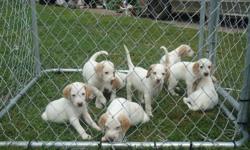 American foxhound puppies ... dewormed but no shots ... very friendly, located in Shawville