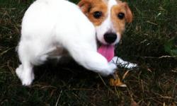 We have a very loving purebreed female jack russell pup, she is all white with tan ears and has the longer coat for sale $350.00.  She has had all her needles.  She is a very pleasant dog, is learning some commands and is very very good with children. She