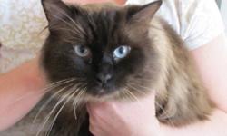 I have a beautiful ragdoll breeding pair for sale.  The male is a seal point ragdoll, a wonderful breeder.  He has been a daddy to several litters of beautiful little fluffballs.  The female is a beautiful girl.  She has dark blue eyes, and a beautiful