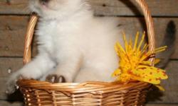 Blue Eyed Lovely Ragdolls. Seal points, blue points, Mitted and not, girls and boys. Playful and fun, they will have their first vaccinations and be ready to go . There are a couple of litters to chose from. Long time breeder of wonderful companion