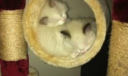 I've got 3 ragdoll kittens available to be rehomed this coming wkend, Nov 13 2011.
 
Beautiful, playful, friendly little ragdolls that are great with people, kids, and pets. Very loyal and affectionate, loves to be your companion.
 
Selling for $350.