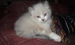 I have a litter of Ragdoll kittens that will be ready to go to their forever homes just in time for the holidays. Mom is a seal lynx torti point and dad is a seal point. Both are ragdolls. I have been breeding for many years and take pride in raising