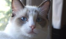Beautiful registered ragdoll available to a good home! She is a seal bicolor, about 7 months old and raised in a house with children/dogs and other cats. She was being held to go to a cattery in Ontario, and due to personal reasons ended up not able to